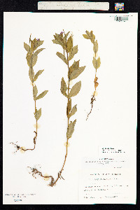 Epilobium ciliatum image