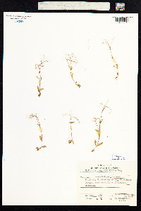 Epilobium anagallidifolium image