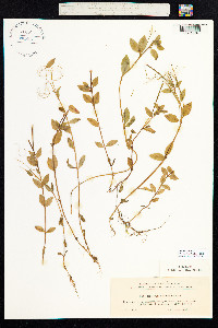 Epilobium anagallidifolium image