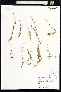 Epilobium anagallidifolium image