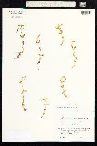 Epilobium anagallidifolium image