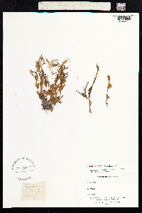 Epilobium anagallidifolium image