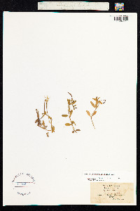 Epilobium anagallidifolium image