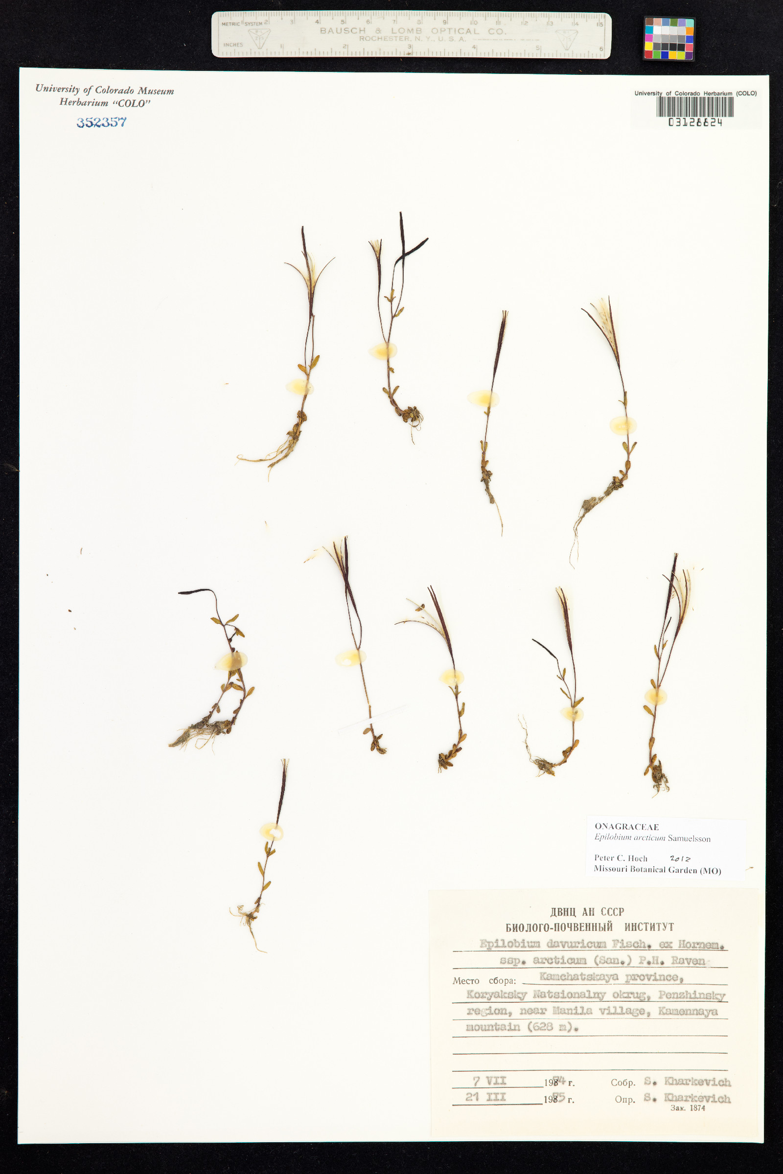 Epilobium arcticum image