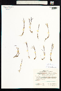 Epilobium arcticum image