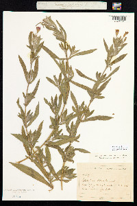 Epilobium hirsutum image