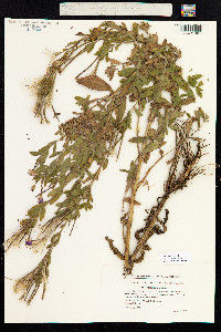 Epilobium hirsutum image