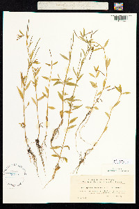 Epilobium hornemannii image