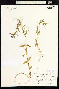 Epilobium hornemannii image