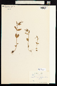 Epilobium hornemannii image