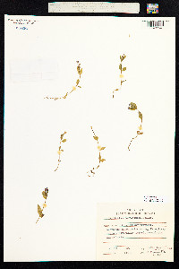 Epilobium hornemannii image
