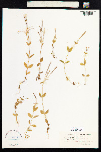 Epilobium hornemannii image