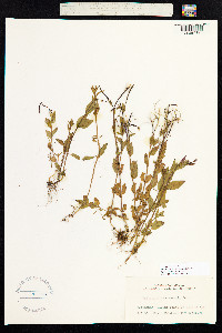 Epilobium lactiflorum image
