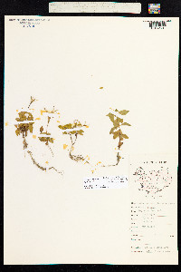 Epilobium lactiflorum image