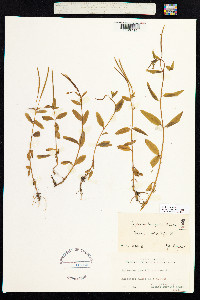 Epilobium lactiflorum image