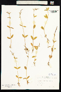 Epilobium lactiflorum image
