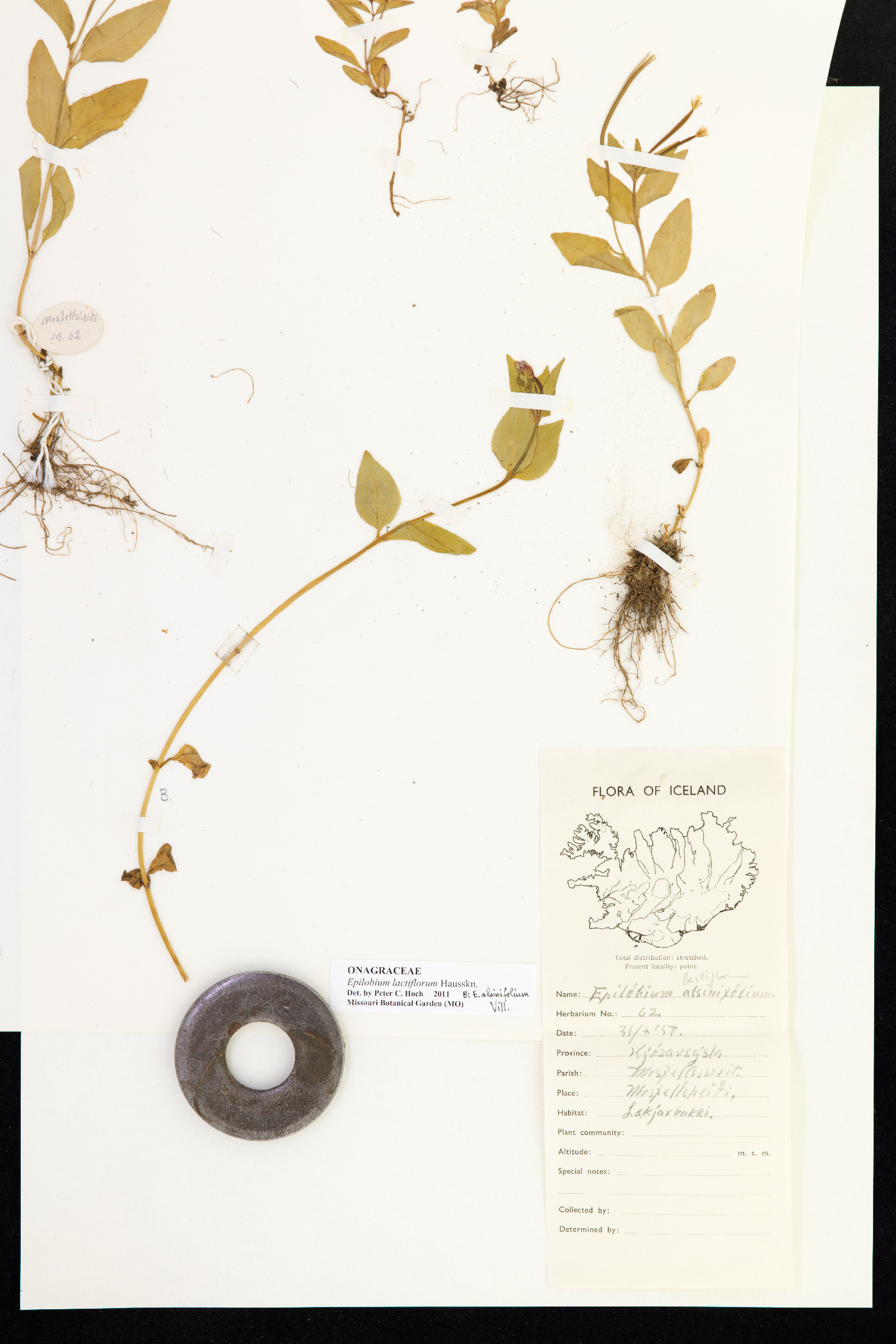 Epilobium lactiflorum image