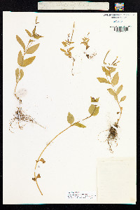 Epilobium lactiflorum image