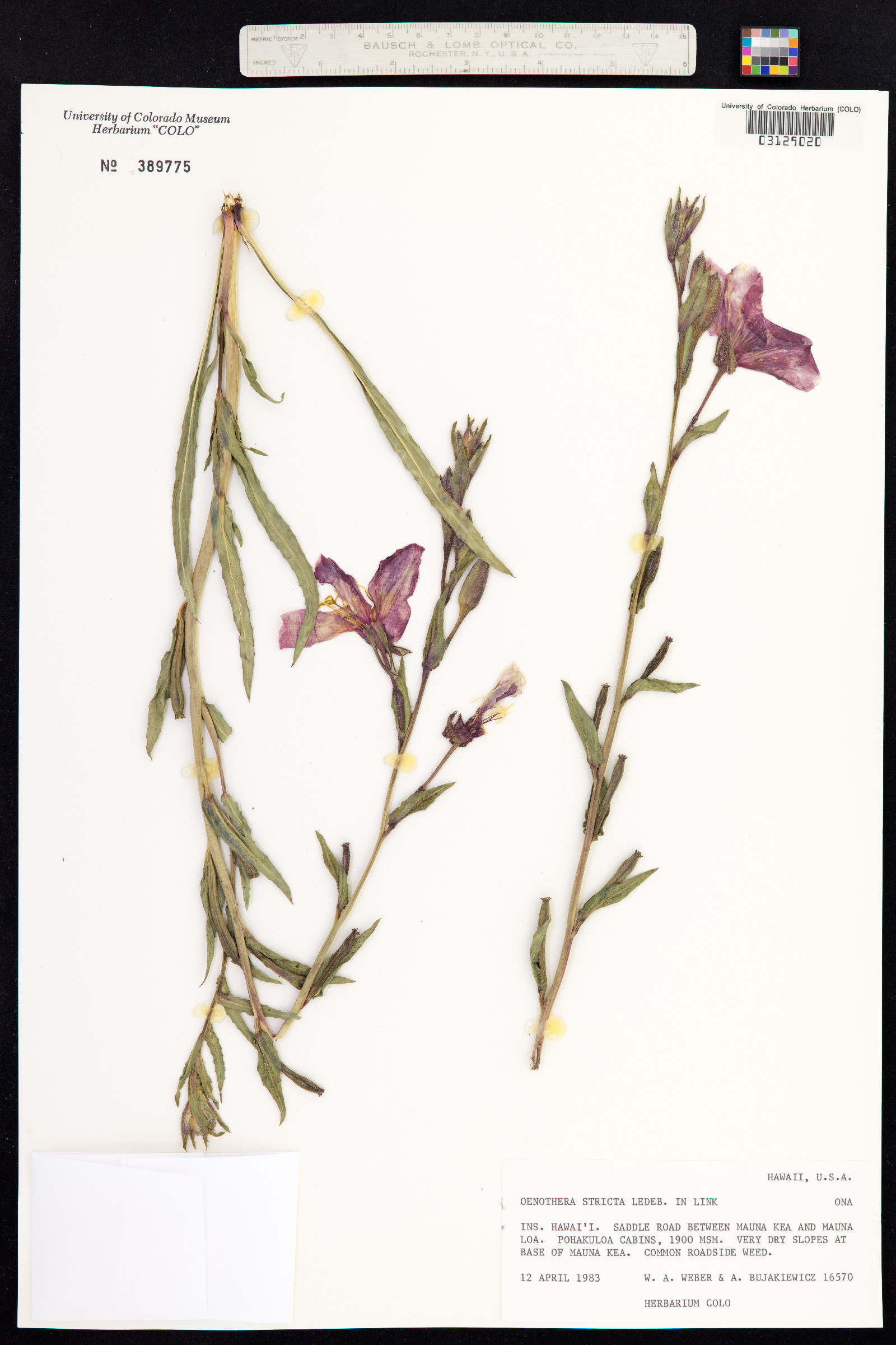 Oenothera stricta image