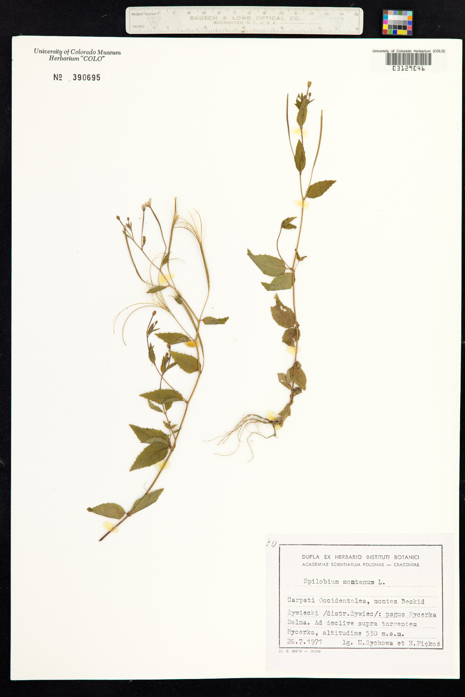 Epilobium montanum image