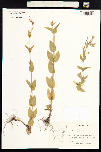 Epilobium montanum image