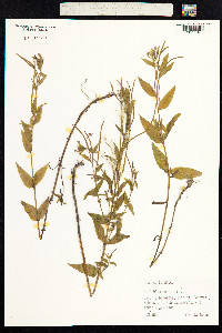 Epilobium montanum image