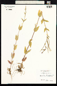 Epilobium montanum image