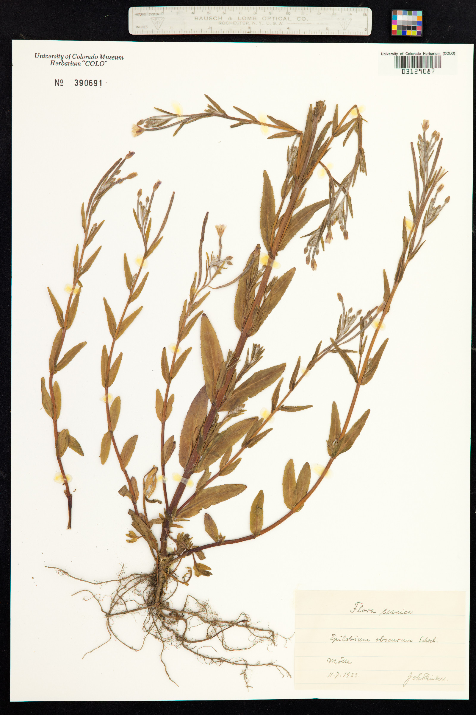 Epilobium obscurum image