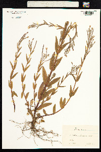 Image of Epilobium obscurum