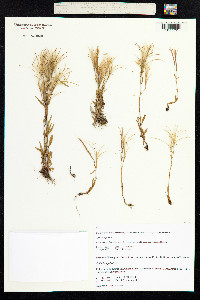 Epilobium palustre image