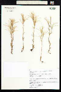 Epilobium palustre image