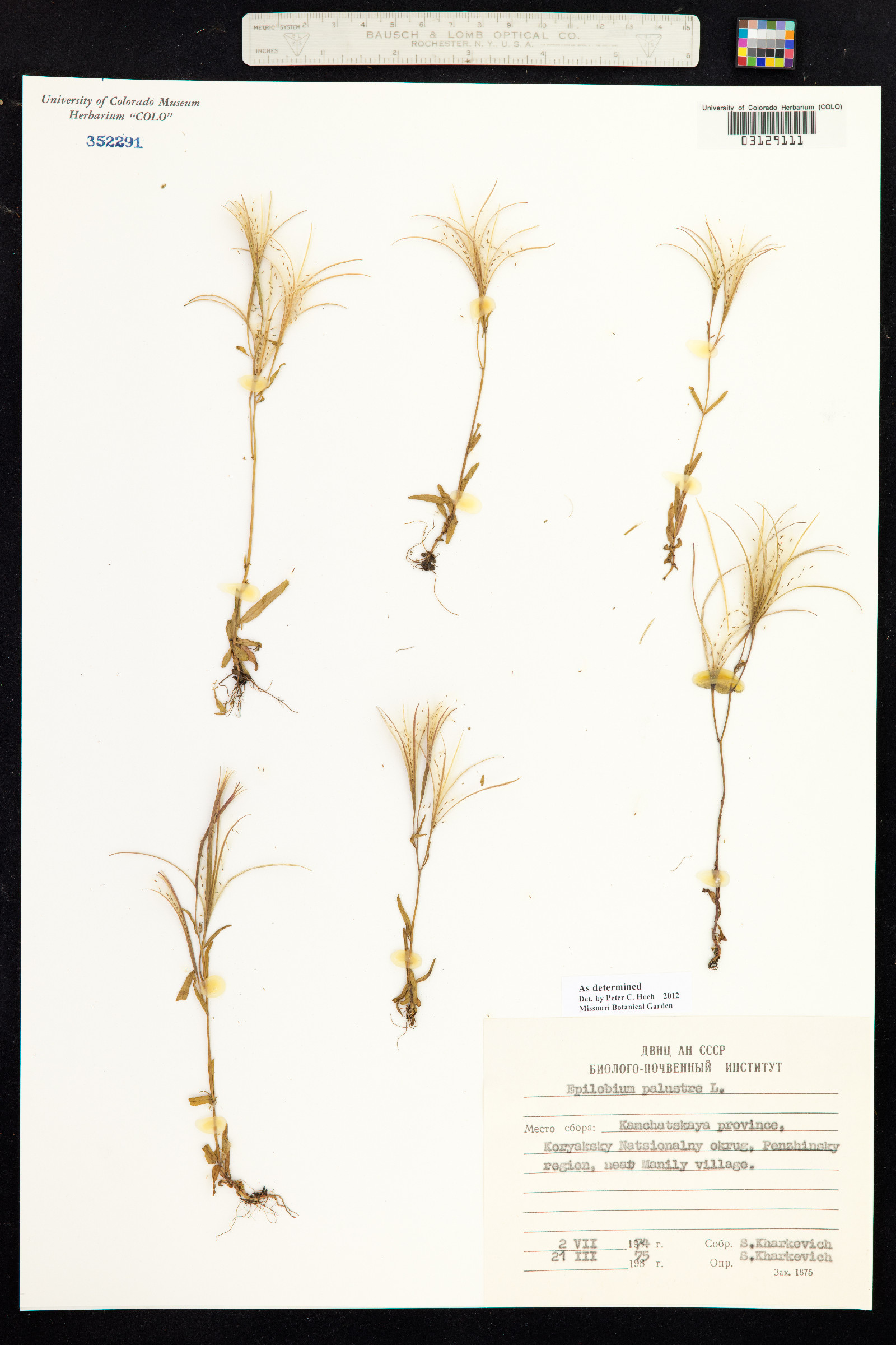 Epilobium palustre image