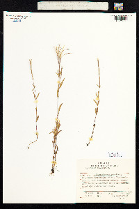 Epilobium palustre image