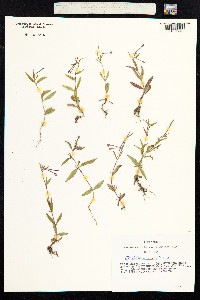 Epilobium palustre image
