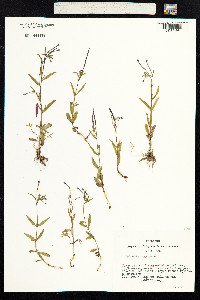 Epilobium palustre image