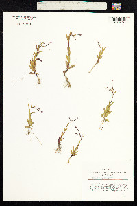 Epilobium palustre image