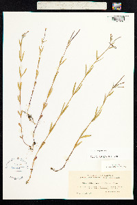 Epilobium palustre image