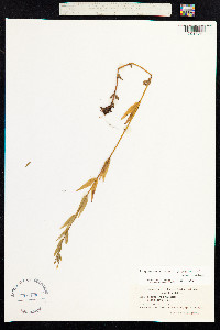 Epilobium palustre image
