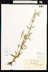 Epilobium palustre image