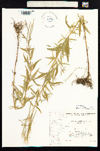 Epilobium palustre image