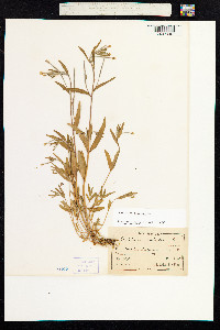Epilobium palustre image