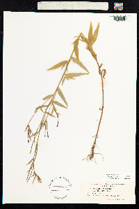 Epilobium palustre image