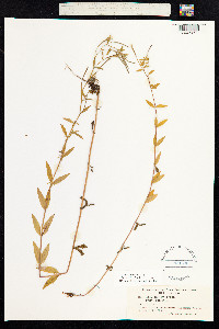 Epilobium palustre image