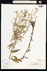 Epilobium palustre image