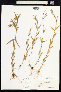 Epilobium palustre image
