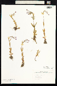 Epilobium palustre image