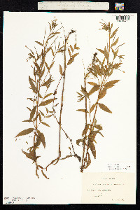 Epilobium palustre image