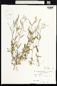 Epilobium palustre image
