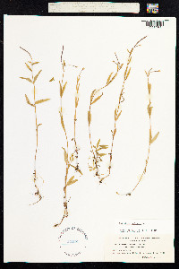 Epilobium palustre image