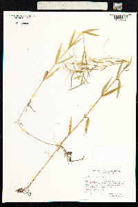 Epilobium palustre image
